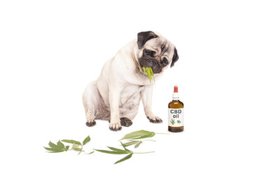 How Does CBD Oil Help Dogs With Arthritis in 2020
