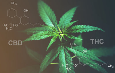 What you Need to know about CBD with THC in the UK