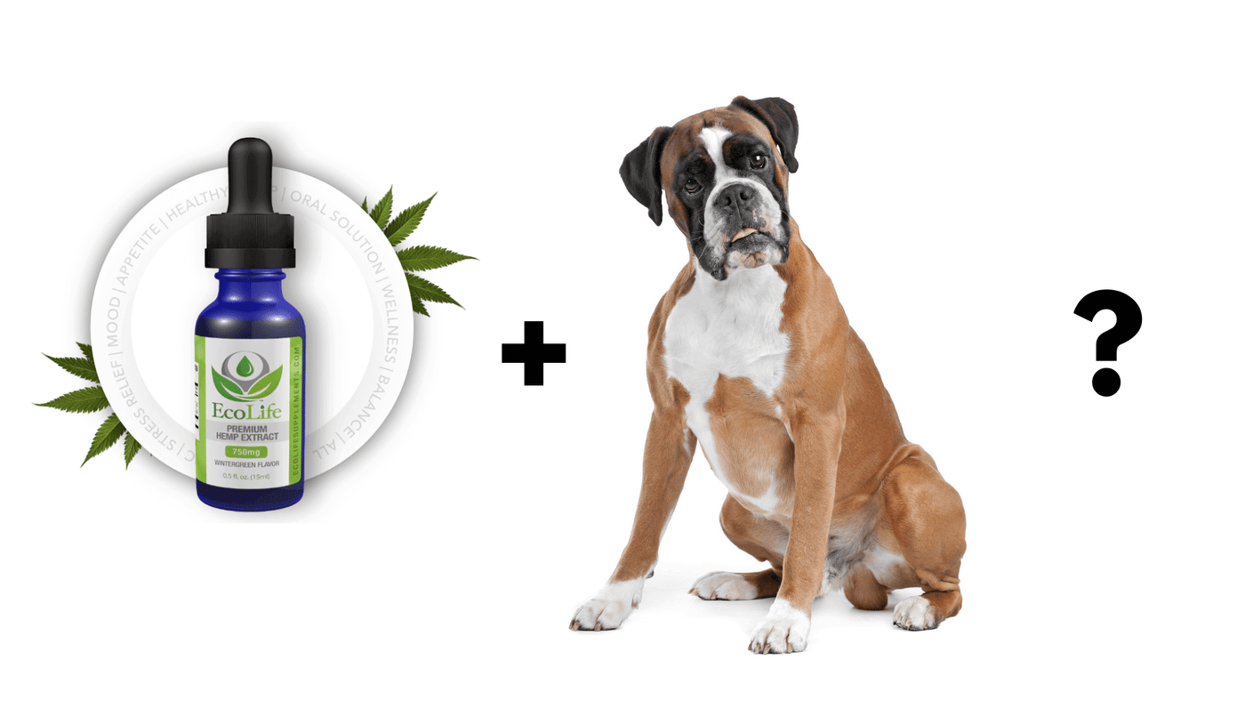 Amazing CBD Benefits for Pets in 2019