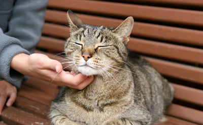 How Does CBD Oil Help to Treat Cats' Anxiety ?
