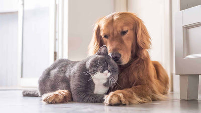 CBD Oil for Dogs