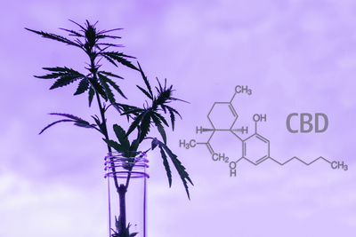 The best way to use CBD Oil for Anxiety in 2020