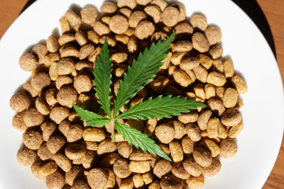 Cats with arthritis will enjoy a gift: CBD oil