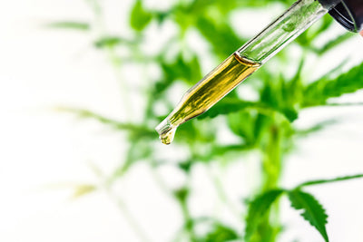 Grow Longer Lashes With CBD Oil