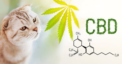 Benefits of CBD Oil for Cats in 2019
