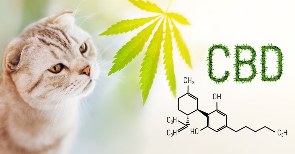 How Does CBD Oil Work for Cat Care?