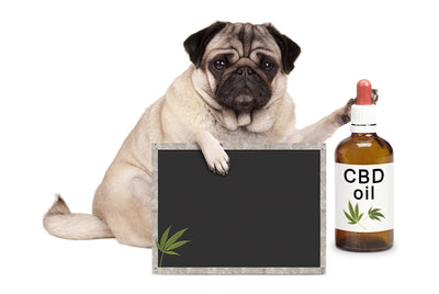 6 Amazing Benefits of CBD Oil for Dogs in 2019